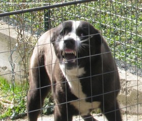 Neera nel lavoro di guardia